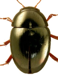 Olibrus bisignatus (Ménétriés, 1849)