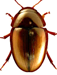 Olibrus corticalis (Panzer, 1797)