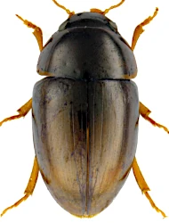 Olibrus flavicornis (Sturm, 1807)
