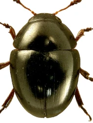 Olibrus millefolii (Paykull, 1800)