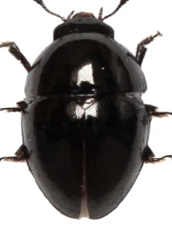 Phalacrus championi (Guillebeau, 1892)