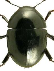 Phalacrus corruscus (Panzer, 1797)