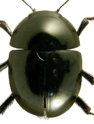 Phalacrus fimetarius (Fabricius, 1775)