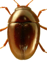 Stilbus pannonicus (Franz, 1968)