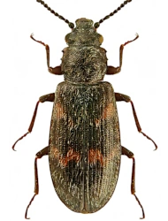 Phloeostichus denticollis (W. Redtenbacher, 1842), 3.5 - 4.5 mm