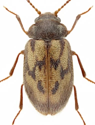 Phloiophilus edwardsii (Stephens, 1830), 2,5 - 3,3 mm