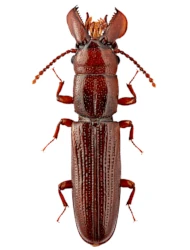 Prostomis mandibularis (Fabricius, 1801)