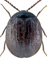 Eubria palustris (Germar, 1818)