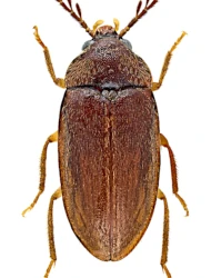 Ptilodactyla exotica (Chapin, 1927)