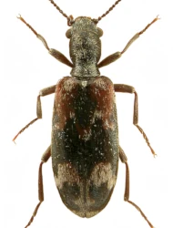 Agnathus decoratus (Germar, 1818)