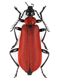 Pyrochroa coccinea (Linnaeus, 1760)
