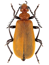 Pyrochroa bifoveata (Molfini, Mancini & Bologna, 2022)