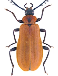 Schizotus pectinicornis (Linnaeus, 1758)