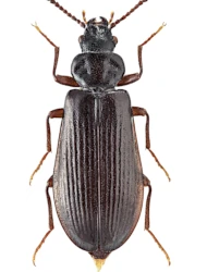 Pytho abieticola (J.R. Sahlberg, 1875)