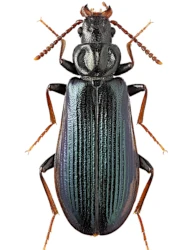 Pytho depressus (Linnaeus, 1767)