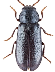 Aplocnemus (Aplocnemus) alpestris (Kiesenwetter, 1861), 5 - 5,5 mm