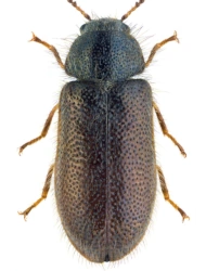 Aplocnemus (Aplocnemus) impressus (Marsham, 1802), 4 - 5 mm