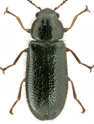 Aplocnemus (Aplocnemus) nigricornis nigricornis (Fabricius, 1792), 4 - 4,8 mm