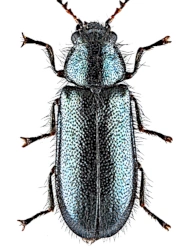 Aplocnemus (Aplocnemus) tarsalis (C. R. Sahlberg, 1822), 5 - 5,8 mm