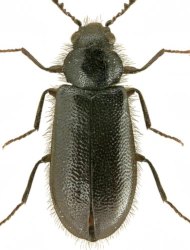 Trichoceble floralis (A. G. Olivier, 1790), 5 - 6 mm
