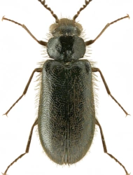 Trichoceble memnonia (Kiesenwetter, 1861), 3,5 - 5,3 mm