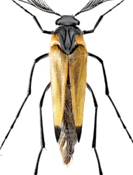 Metoecus paradoxus (Linnaeus, 1760)