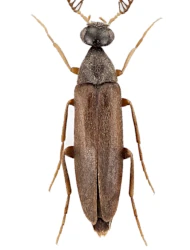 Pelecotoma fennica (Paykull, 1799)