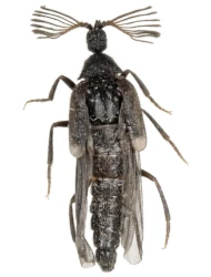 Ripidius quadriceps (Abeille de Perrin, 1872)