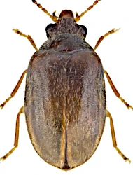 Contacyphon coarctatus (Paykull, 1799)