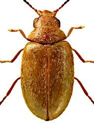 Contacyphon kongsbergensis (Munster, 1923)