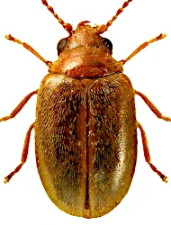 Contacyphon ochraceus ochraceus (Stephens, 1830)