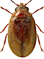 Contacyphon pubescens (Fabricius, 1792)