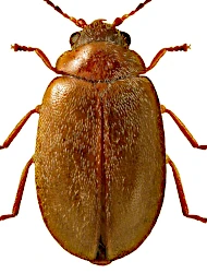 Contacyphon variabilis (Thunberg, 1787)