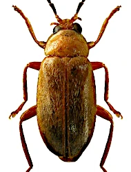 Elodes pseudominutus (Klausnitzer, 1971)
