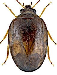 Hydrocyphon deflexicollis (P.W.J. Müller, 1821)
