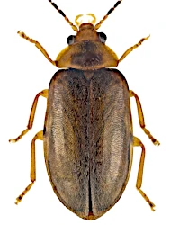 Microcara testacea (Linnaeus, 1767)
