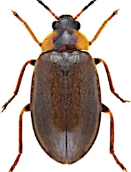 Odeles marginata (Fabricius, 1798)