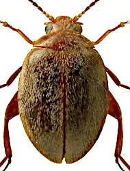 Scirtes orbicularis (Panzer, 1793)