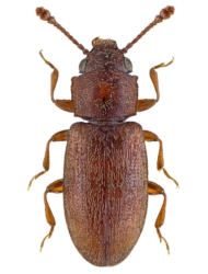 Ahasverus advena (Waltl 1834), 2 - 2.6 mm