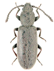 Airaphilus elongatus (Gyllenhal, 1813), 2.6 - 3.3 mm