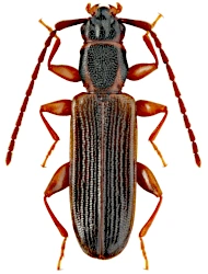 Dendrophagus crenatus (Paykull, 1799), 6 - 7 mm