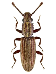 Oryzaephilus mercator (Fauvel, 1889), 2.2 - 3.1 mm