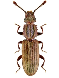 Oryzaephilus surinamensis (Linnaeus, 1758), 2.5 - 3.5 mm