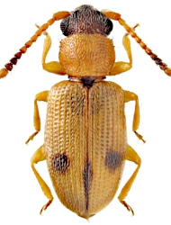 Psammoecus bipunctatus (Fabricius, 1792), ♂, 2.3 - 2.8 mm