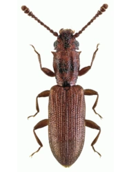Silvanus bidentatus (Fabricius, 1792), 2.8 - 3.4 mm