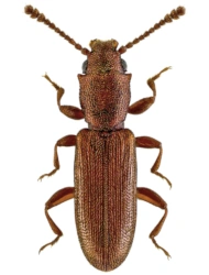 Silvanus unidentatus (A. G. Olivier, 1790), 2.4 - 2.8 mm