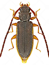 Uleiota planatus (Linnaeus, 1761), 4.5 - 5.5 mm