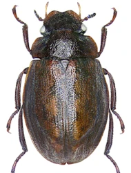 Spercheus emarginatus (Schaller, 1783)