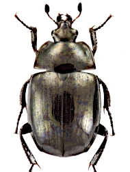 Sphaerites glabratus (Fabricius, 1792)
