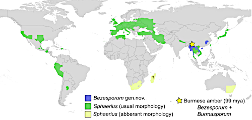 Distribution of records of the genera Sphaerius and Bezesporum